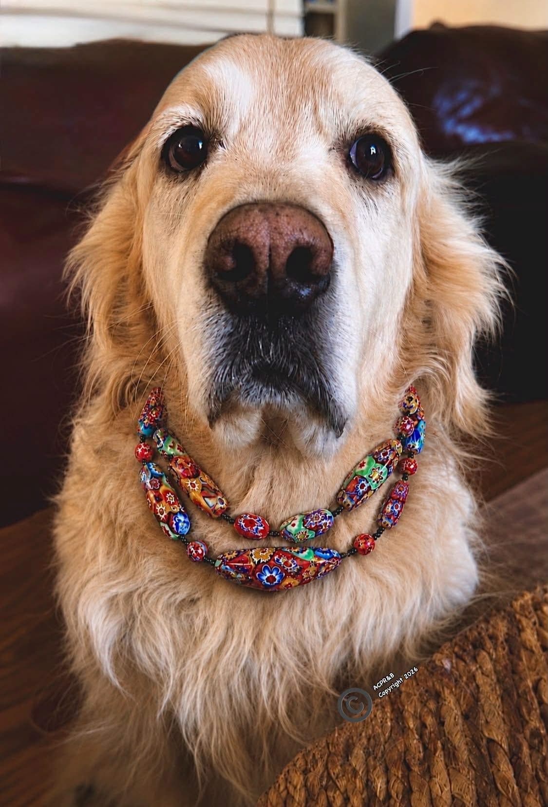 A golden retriever wearing Rosario Leonardi Murano glass jewelry
