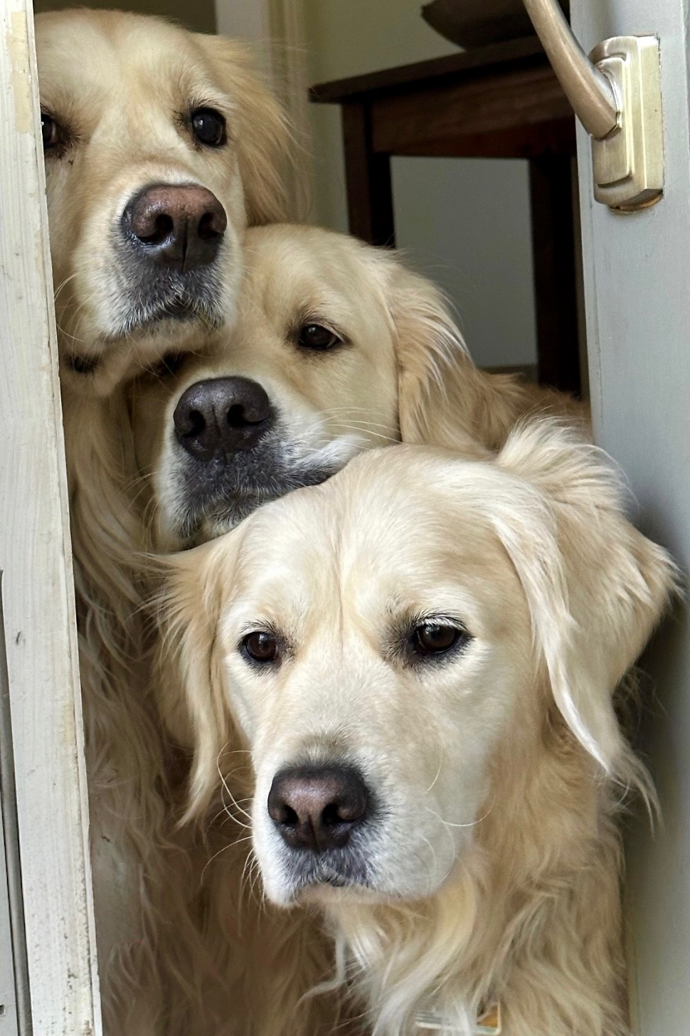 Polly, Rosie and Bubba gathered together